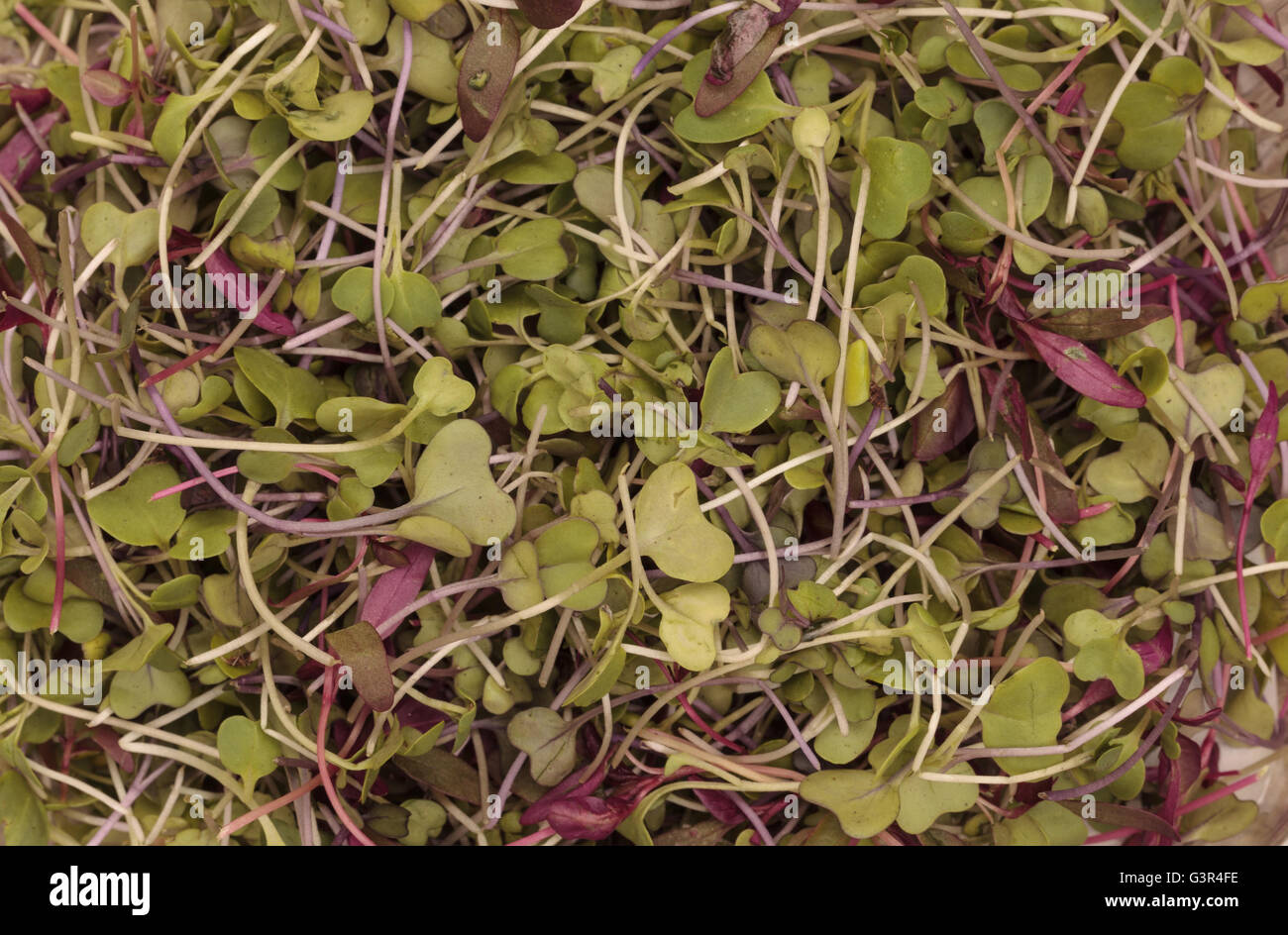Mixed organic greens, including broccoli sprouts, background Stock Photo