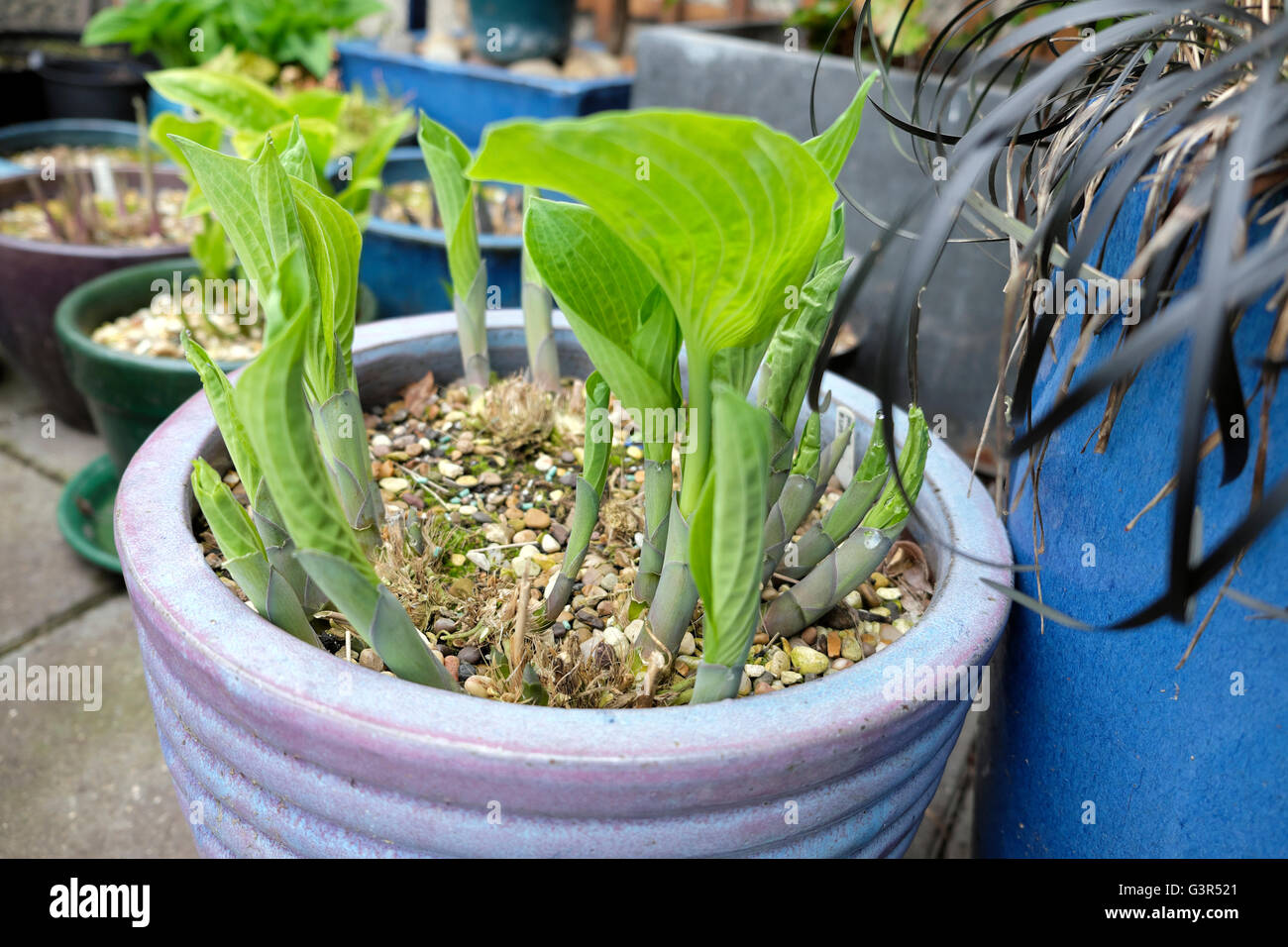 Hostas growing in pots on a high Barbican Estate  flat roof garden balcony in spring in the City of London UK  KATHY DEWITT Stock Photo