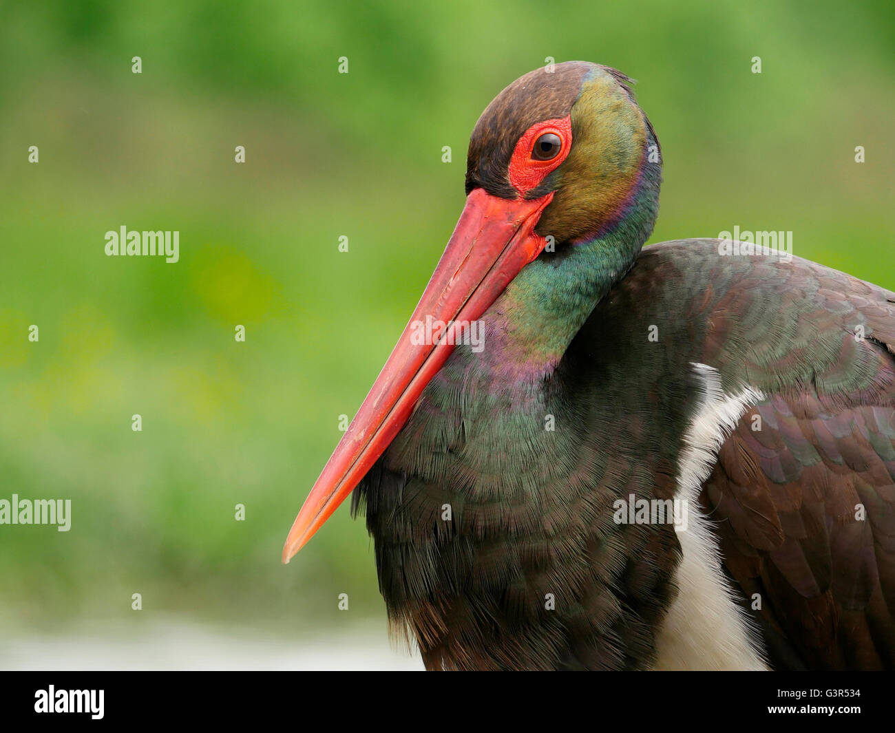 Black stork, Ciconia nigra, single bird head shot, Hungary, May 2016 Stock Photo