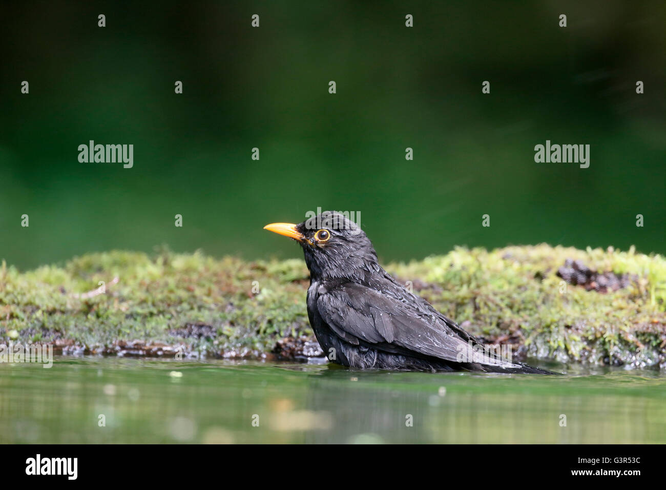 Blackbird, Turdus merula, single male in water, Hungary, May 2016 Stock Photo