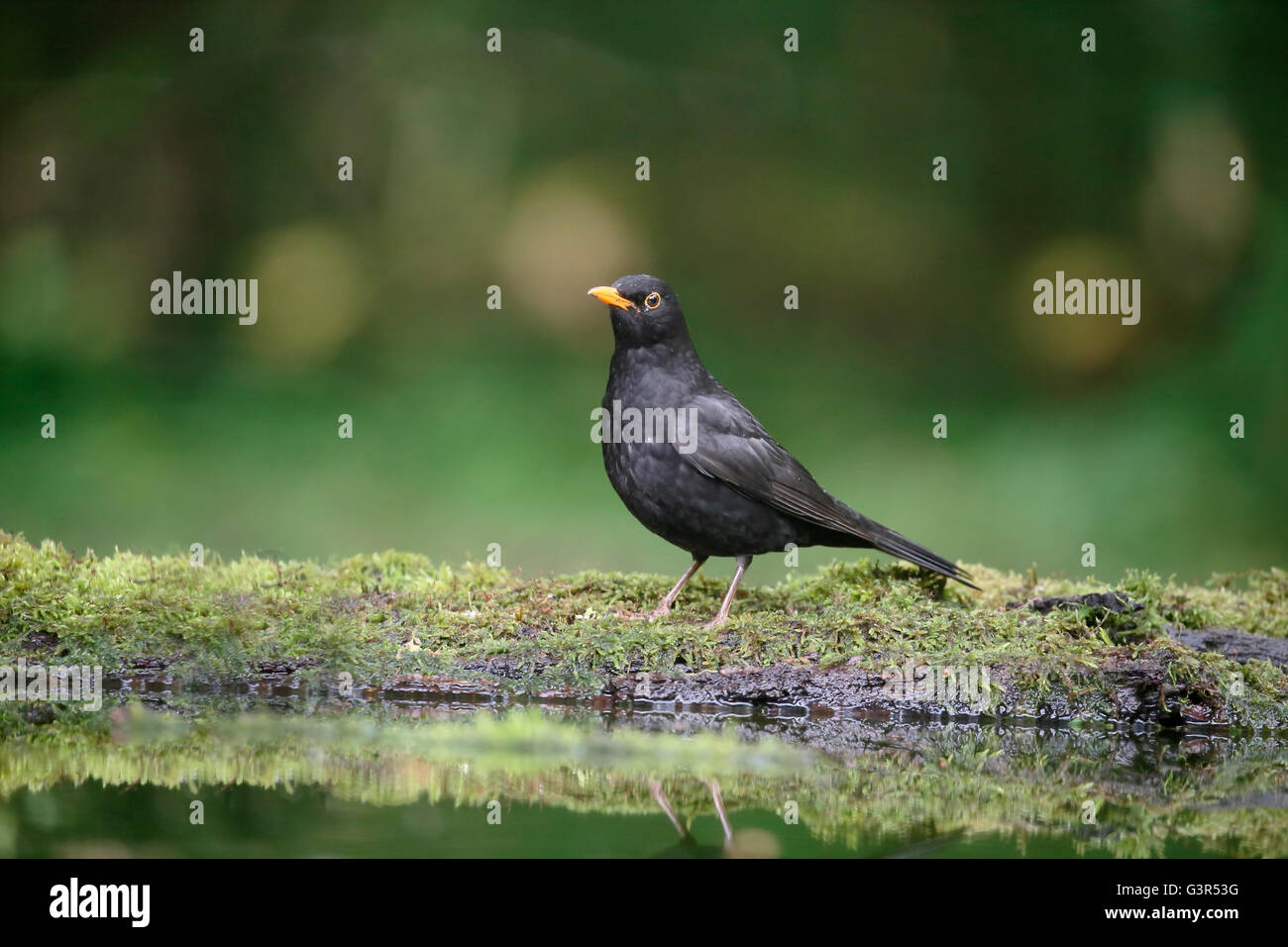 Blackbird, Turdus merula, single male by water, Hungary, May 2016 Stock Photo