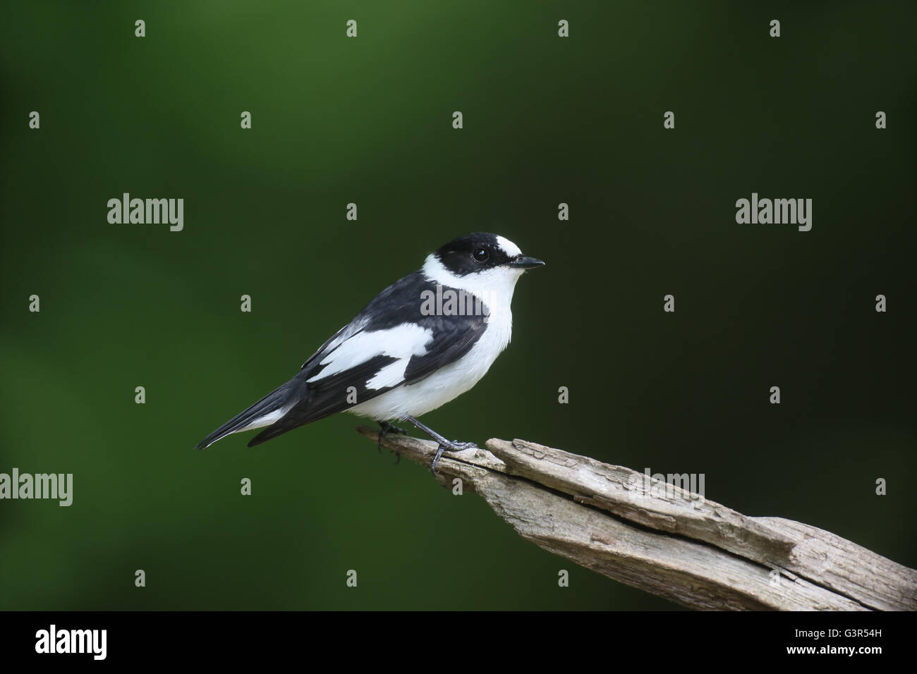 Collared flycatcher, Ficedula albicollis, single male on branch, Hungary, May 2016 Stock Photo