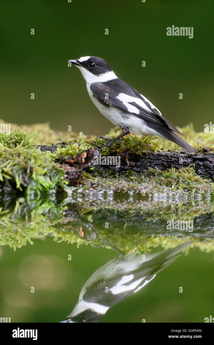 Collared flycatcher, Ficedula albicollis, single male by water, Hungary, May 2016 Stock Photo