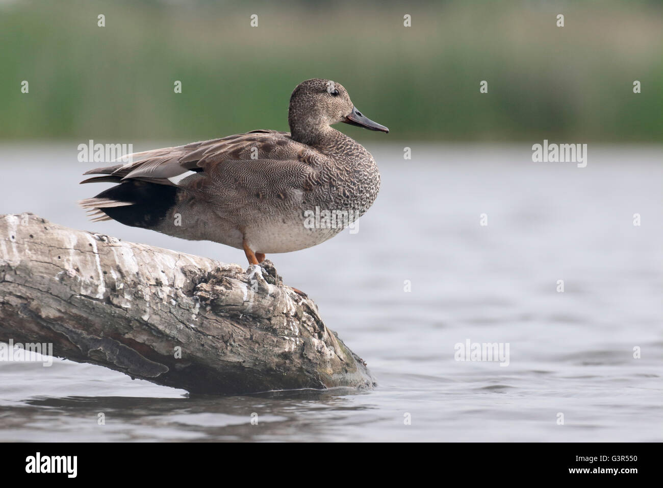 Gadwall, Anas strepera, single male by water, Hungary, May 2016 Stock Photo