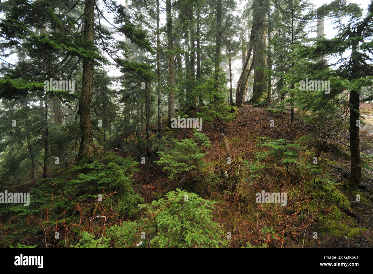 Early forests hi-res stock photography and images - Alamy