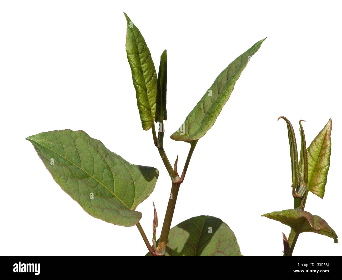 Japanischer, Staudenknoeterich, Fluegelkn Stock Photo