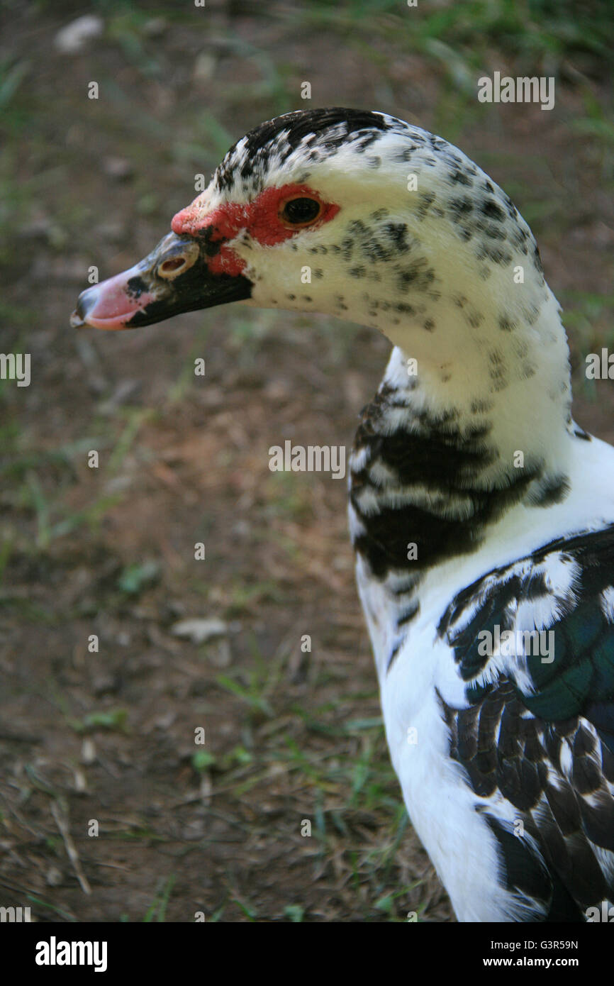 Muscovy duck in a park in Dordogne (France). Stock Photo