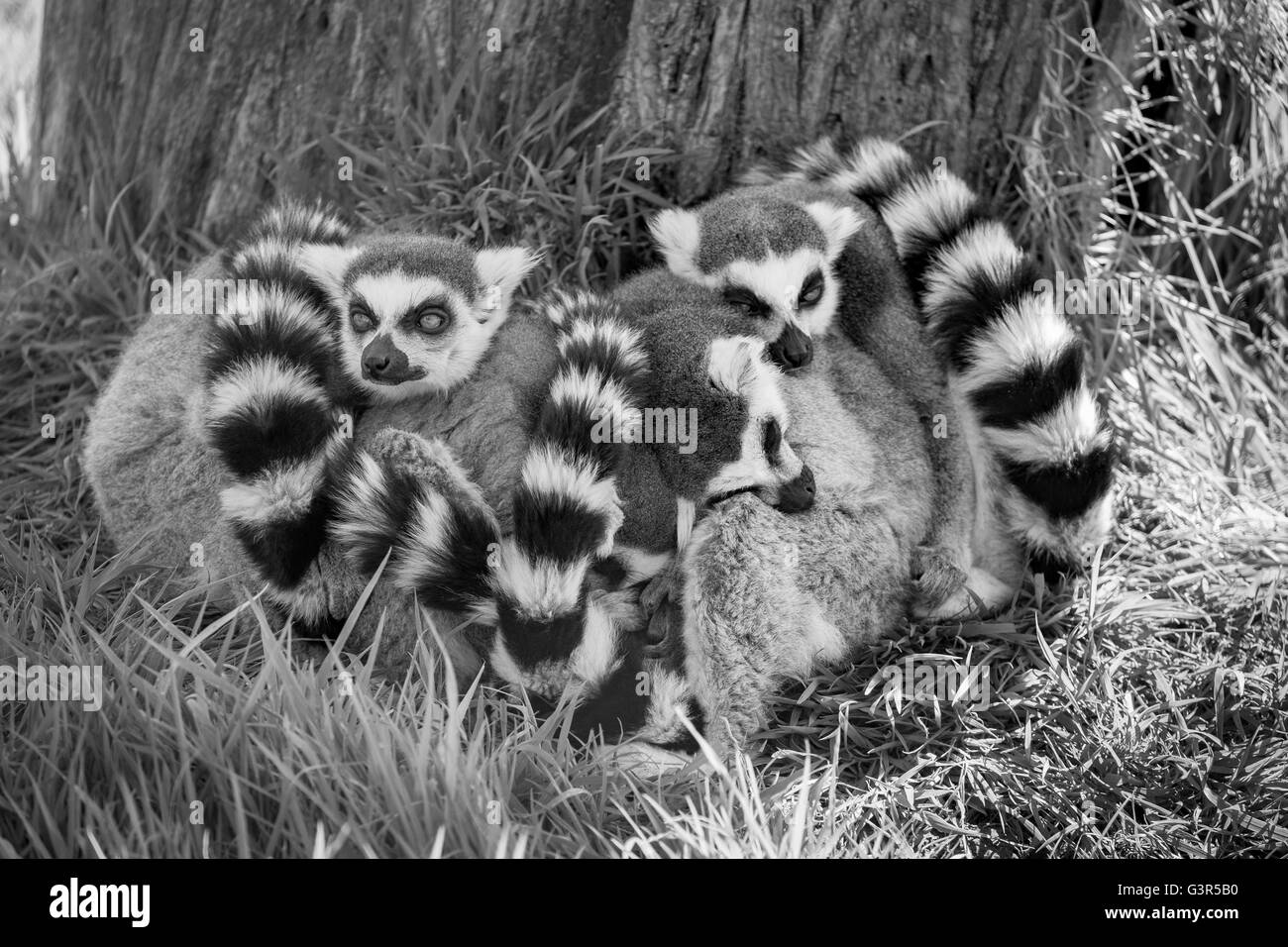 Black and white image of a group of sleeping Ring Tailed Lemurs. Stock Photo