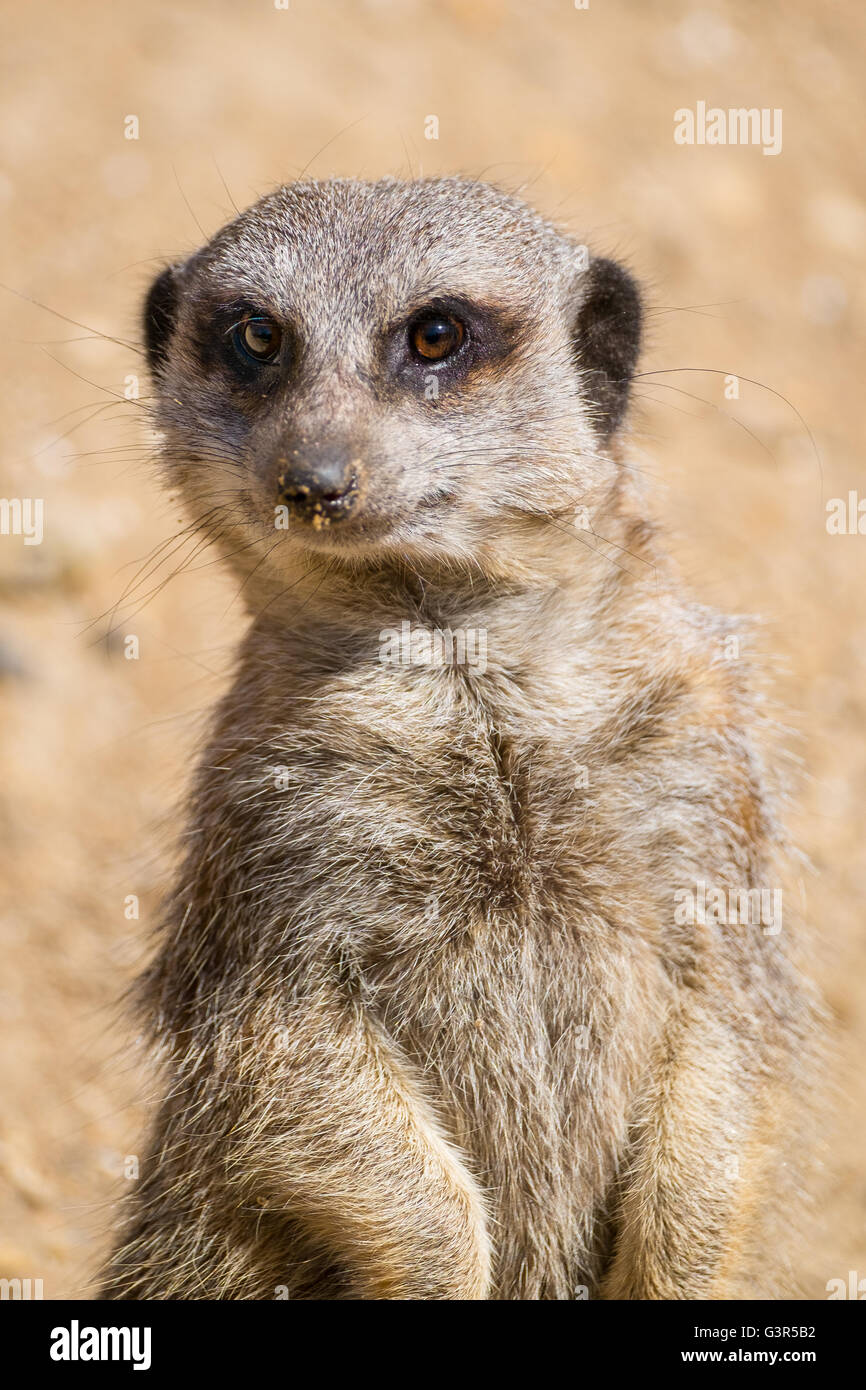 Close up of a Meerkat on watch duty. Stock Photo