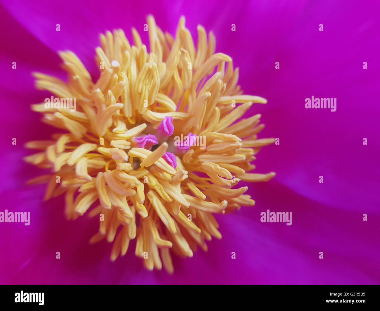 Pfingstrose; Paeonia; Blutrose; Gichtrose, Heilpflanze Stock Photo