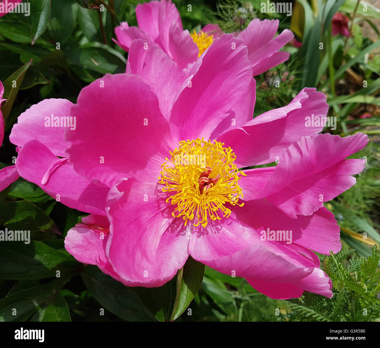 Pfingstrose; Paeonia; Blutrose; Gichtrose, Heilpflanze Stock Photo