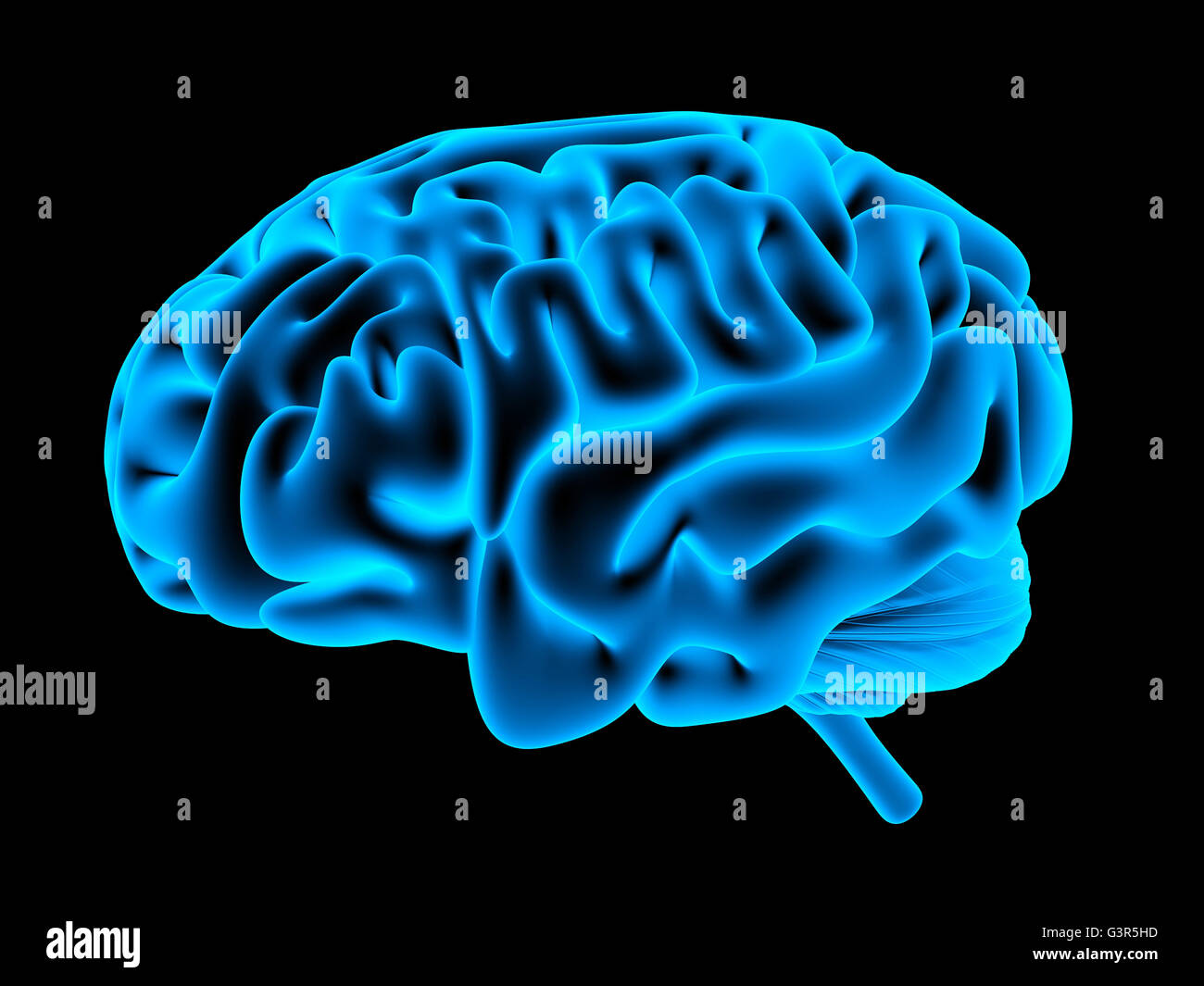 Human brain and IQ test text isolated on white background. 3D illustration  Stock Photo - Alamy
