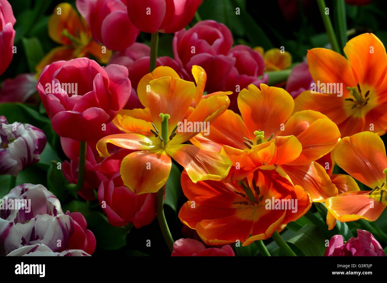 Orange and red tulip lilies in various stages of bloom Stock Photo Alamy
