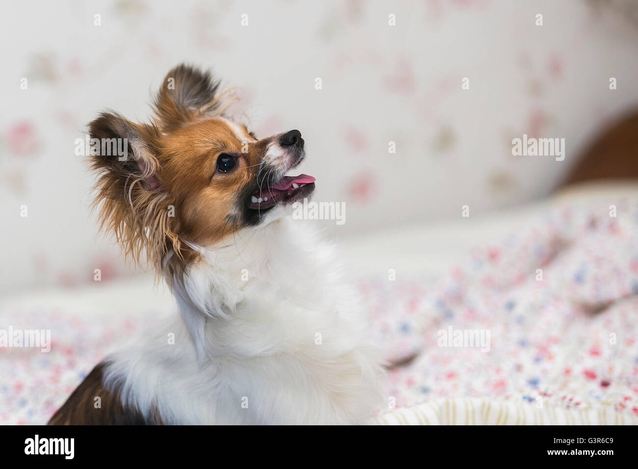 Close-up portrait puppy Papillon dog (Canis lupus familiaris). Stock Photo