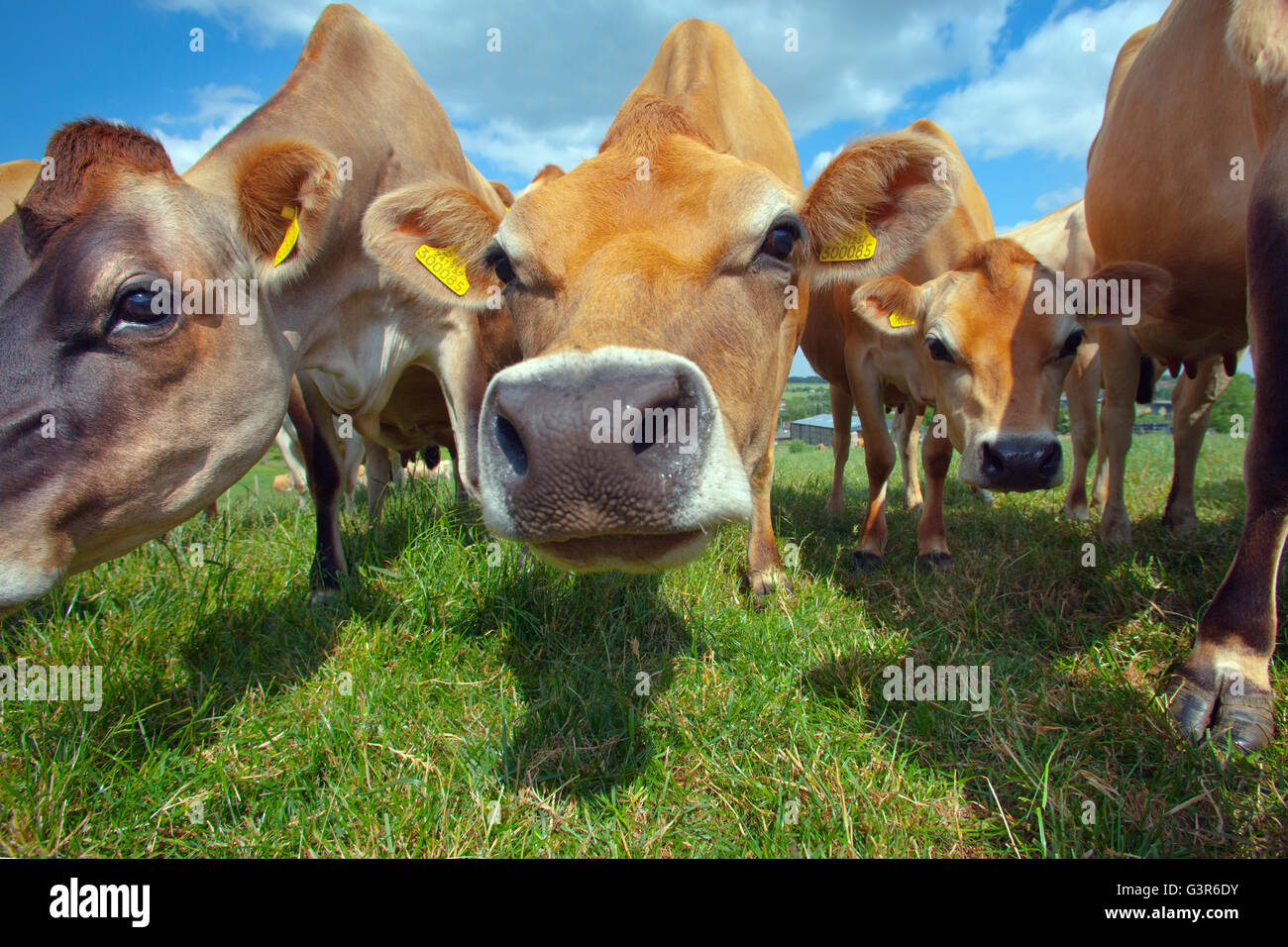 Jersey Cows enjoying summer Pastures Stock Photo
