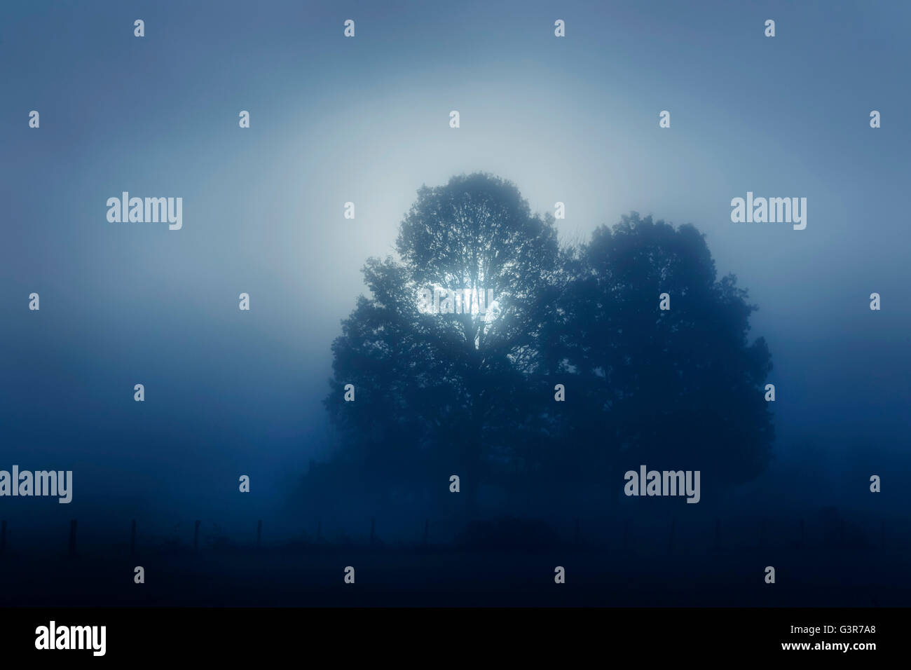 Foggy night tree silhouette hi-res stock photography and images - Alamy