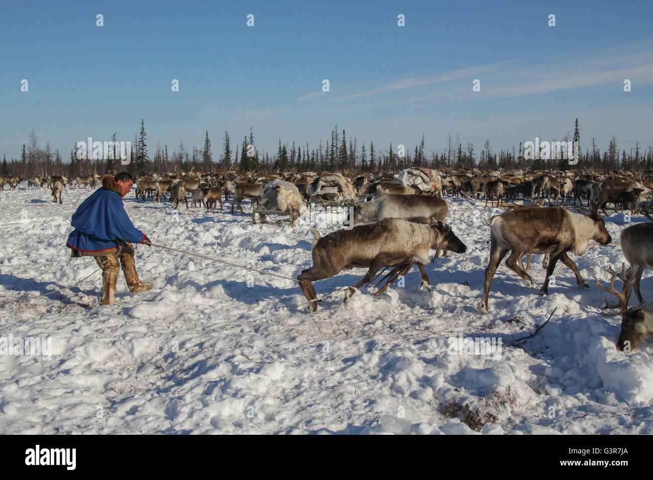 Trapping deer using arcana. Camp of reindeer herders of the Yamal tundra. Stock Photo