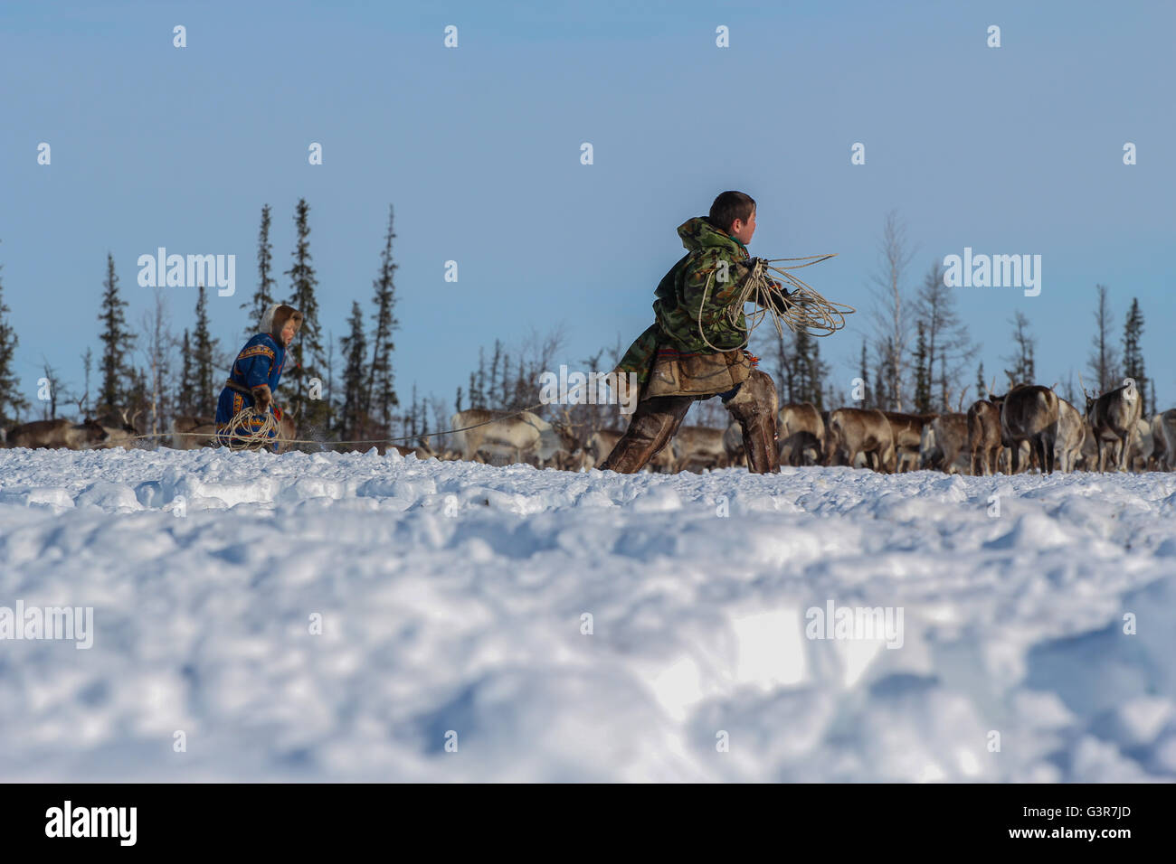 Trapping deer using arcana. Camp of reindeer herders of the Yamal tundra. Stock Photo