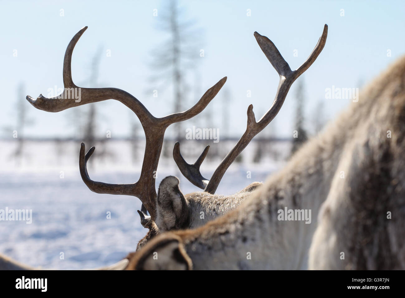 Reindeer in Yamal tundra. Horn, close-up. Stock Photo