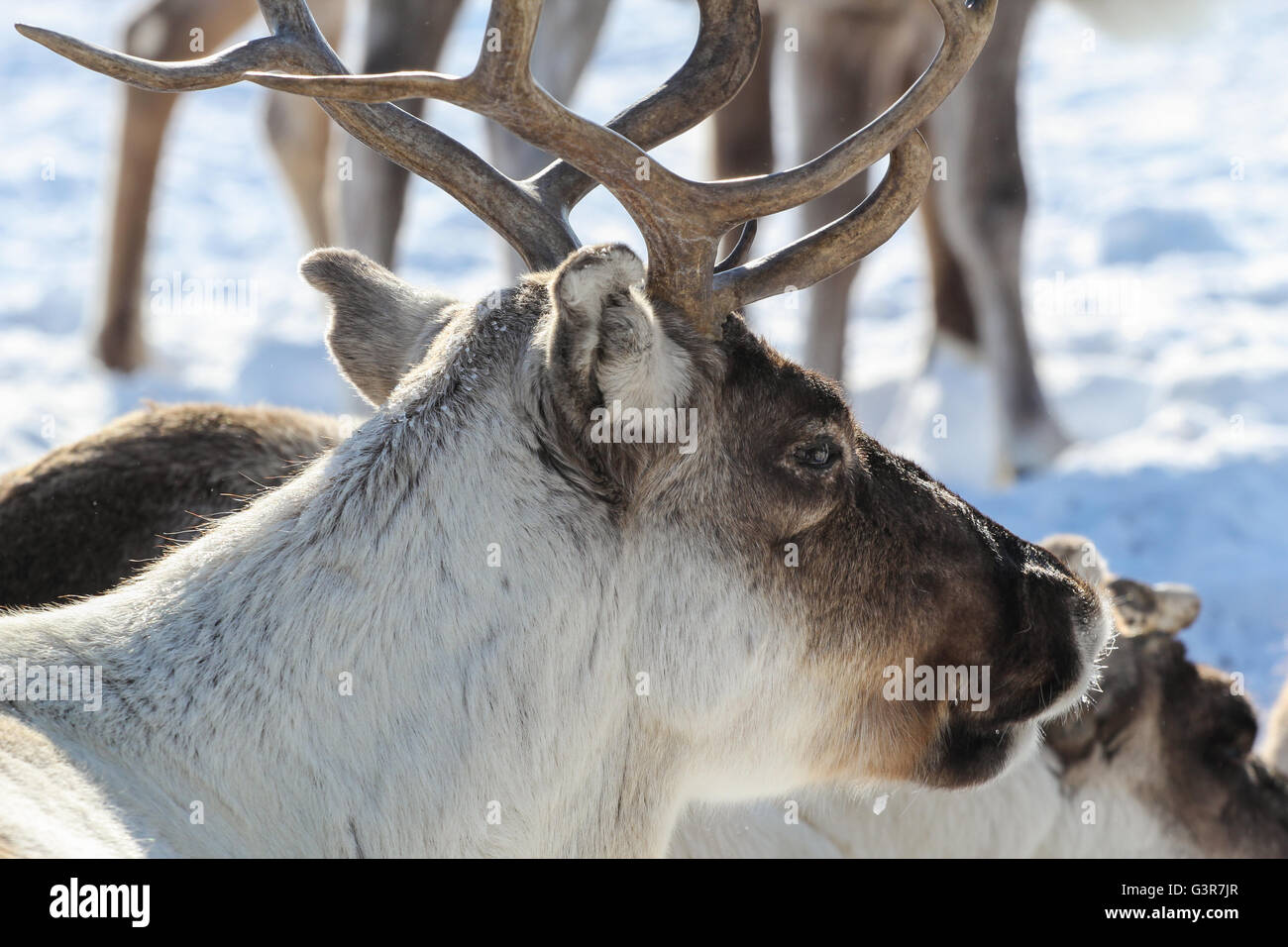 Reindeer in Yamal tundra. . Head close-up. Stock Photo