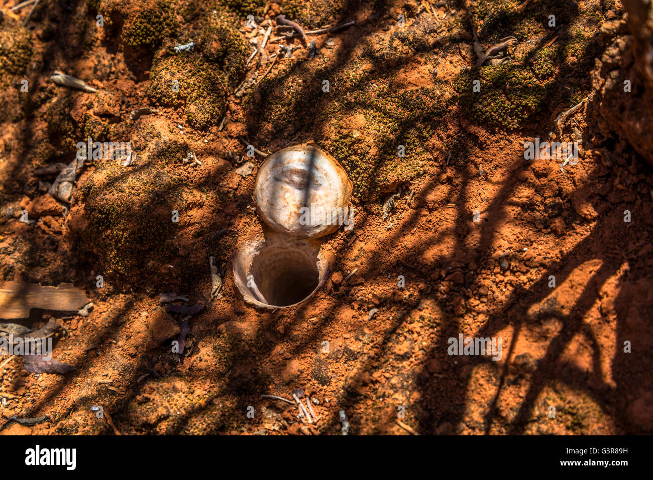 Adaptation, Chapada Diamantina, Bahia, Brazil Stock Photo