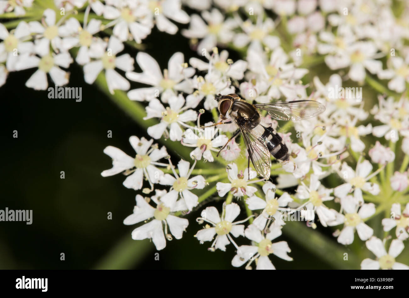 British hoverfly, Leucozona laternaria,  on an Umbellifer plant Stock Photo