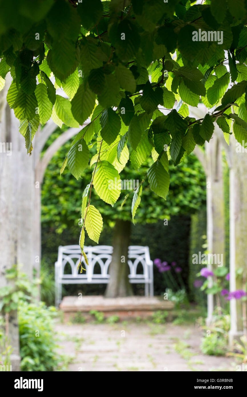 Hornbeam leaves in sunlight at Waterperry gardens, Oxfordshire, England Stock Photo