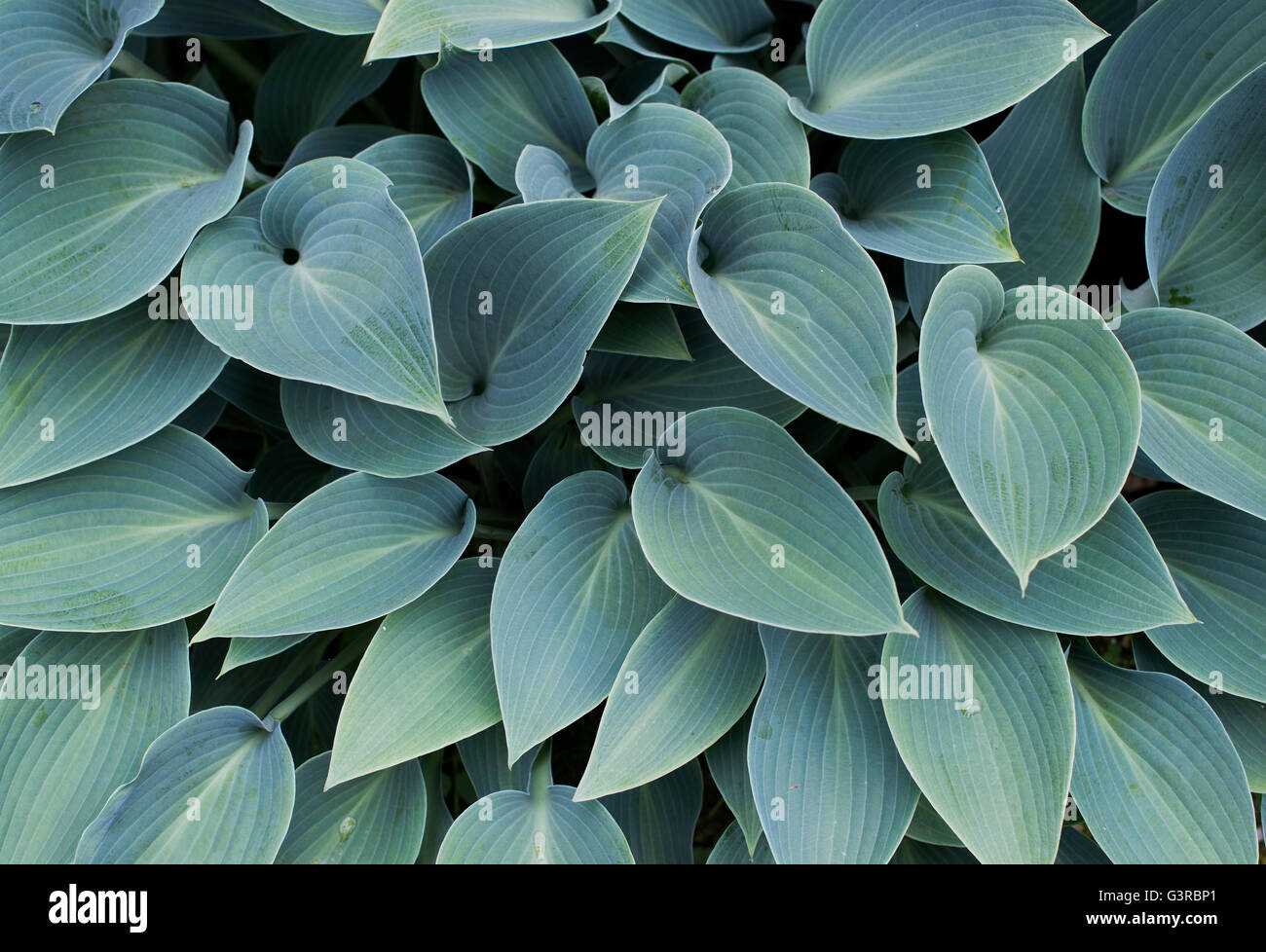 Hosta Halcyon leaves pattern Stock Photo