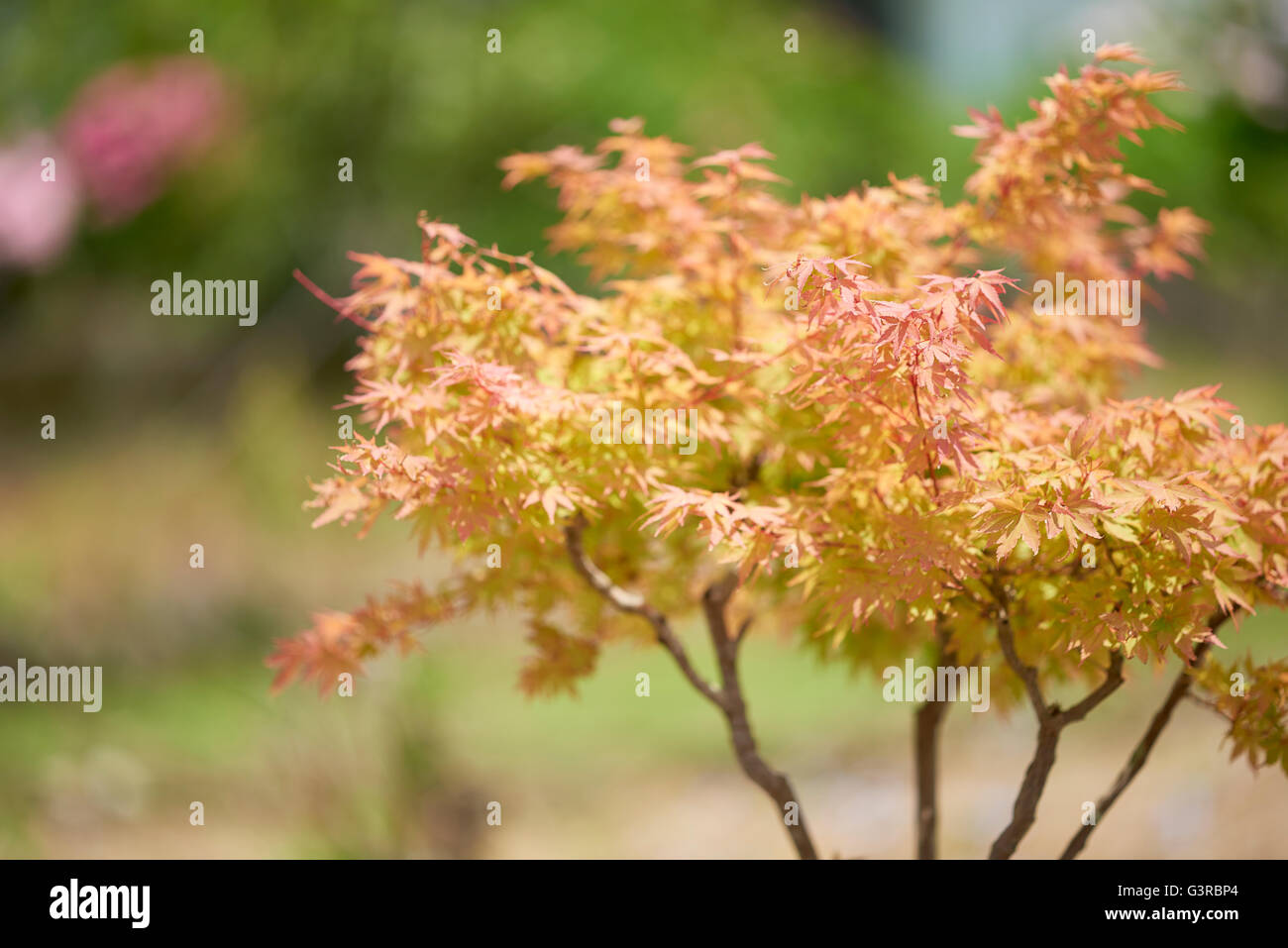 A red and orange Japanese maple tree shot using a shallow depth of ...