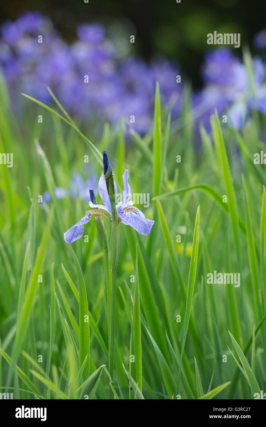 Iris Sibirica 'Heavenly Blue' flowers Stock Photo