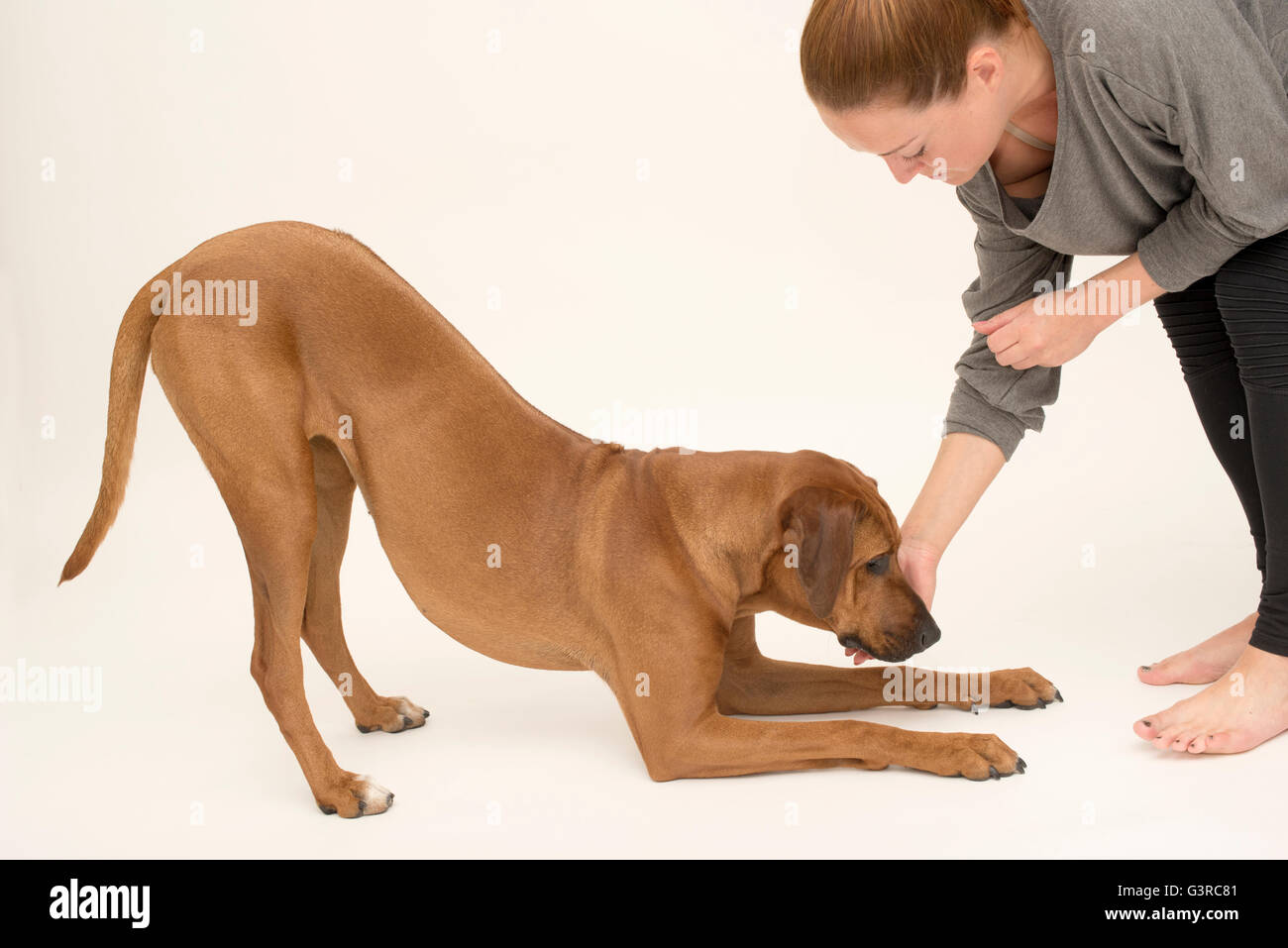 rhodesian ridgeback puppy in bow pose getting treat from owner during  training session studioshot on plain background horizontal Stock Photo -  Alamy