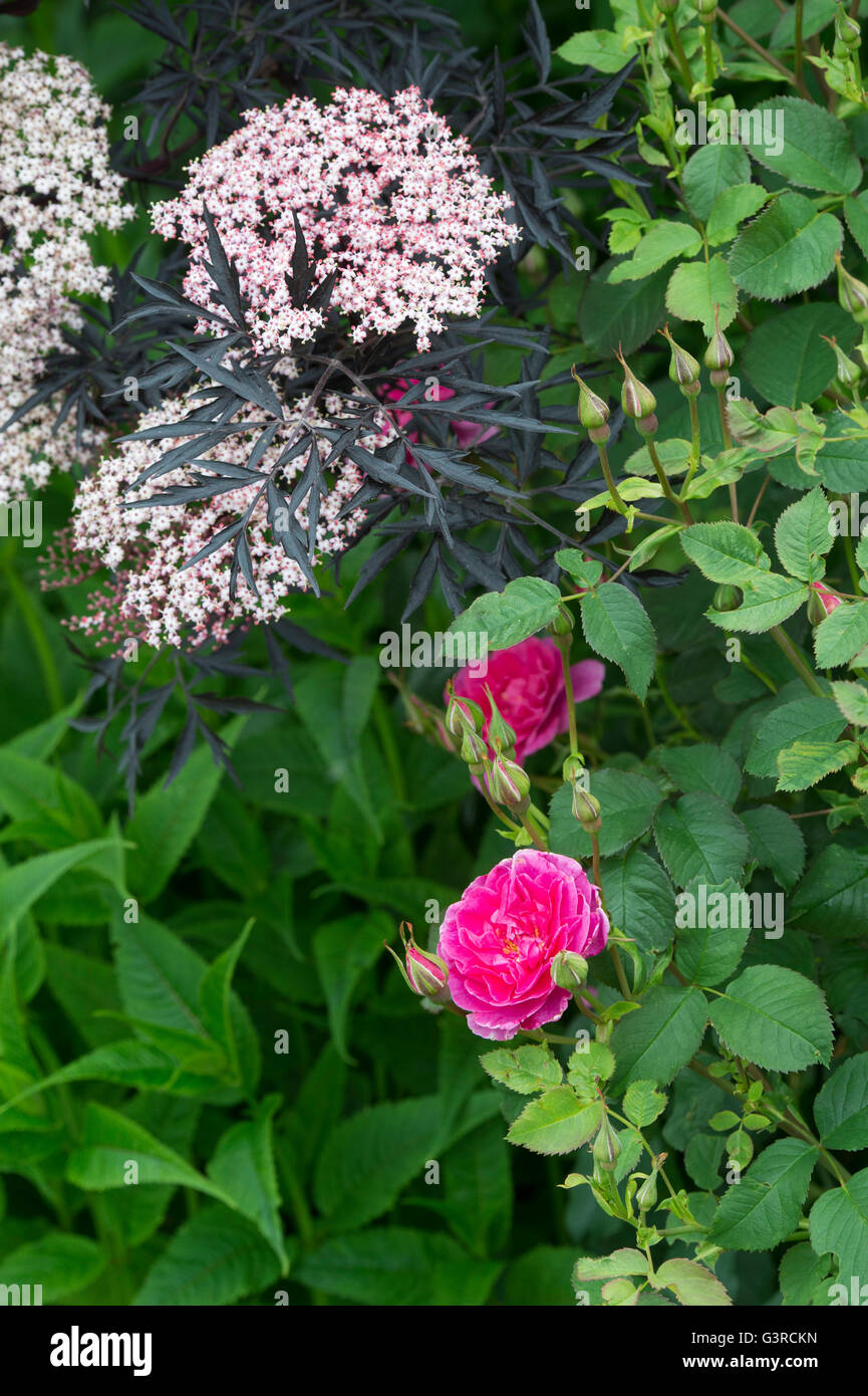 Rosa Englands rose and Sambucus nigra f. porphyrophylla Eva  . Black Elder in flower in an english garden. UK Stock Photo
