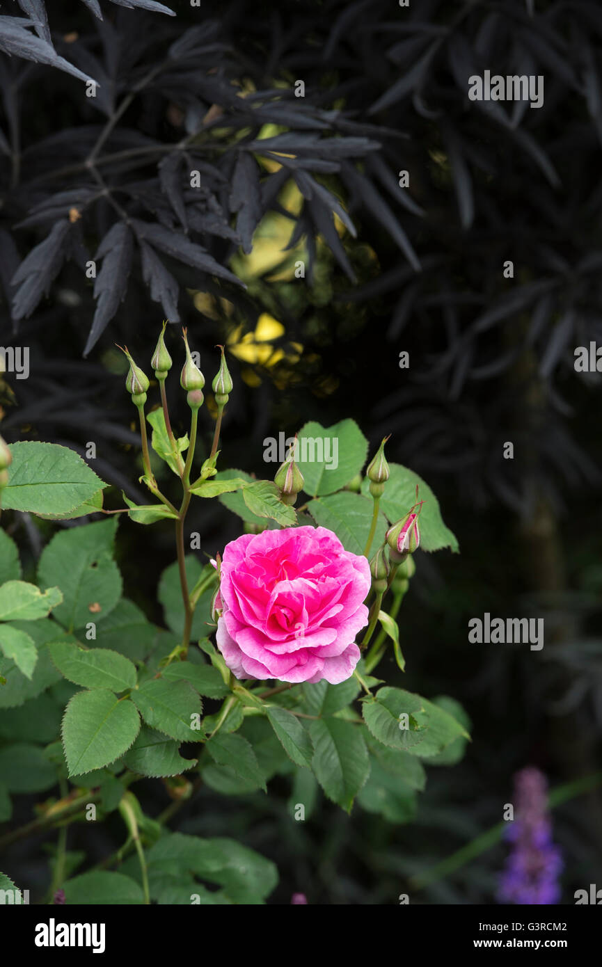 Rosa 'Englands rose' / AUSrace. English Shrub Rose. David Austin roses Stock Photo