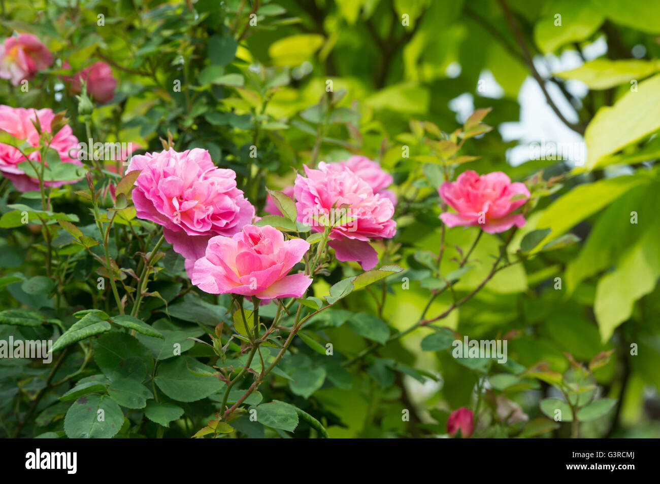 Rosa Hyde Hall / Ausbosky. Pink English Shrub Rose. David Austin roses Stock Photo