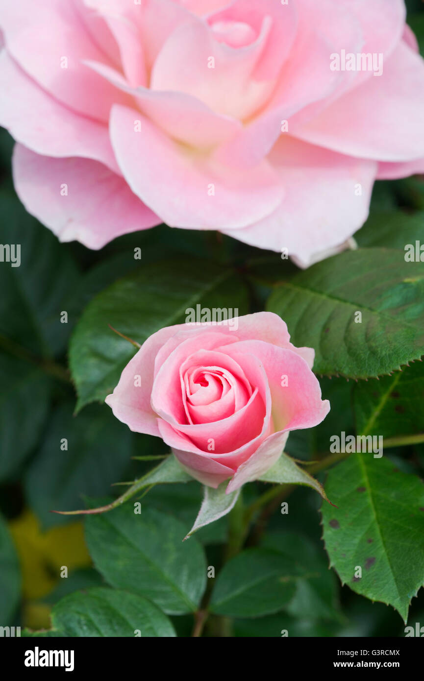 Rosa 'Jennys rose' / cansit. Floribunda Rose Stock Photo