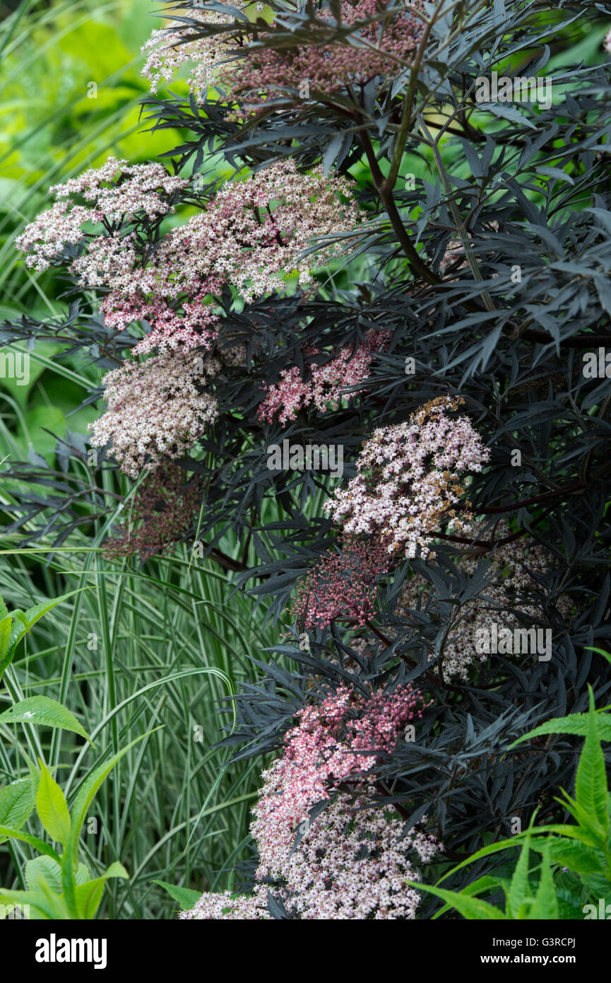 Sambucus nigra f. porphyrophylla Eva . Black Elder in flower in an english garden. UK Stock Photo