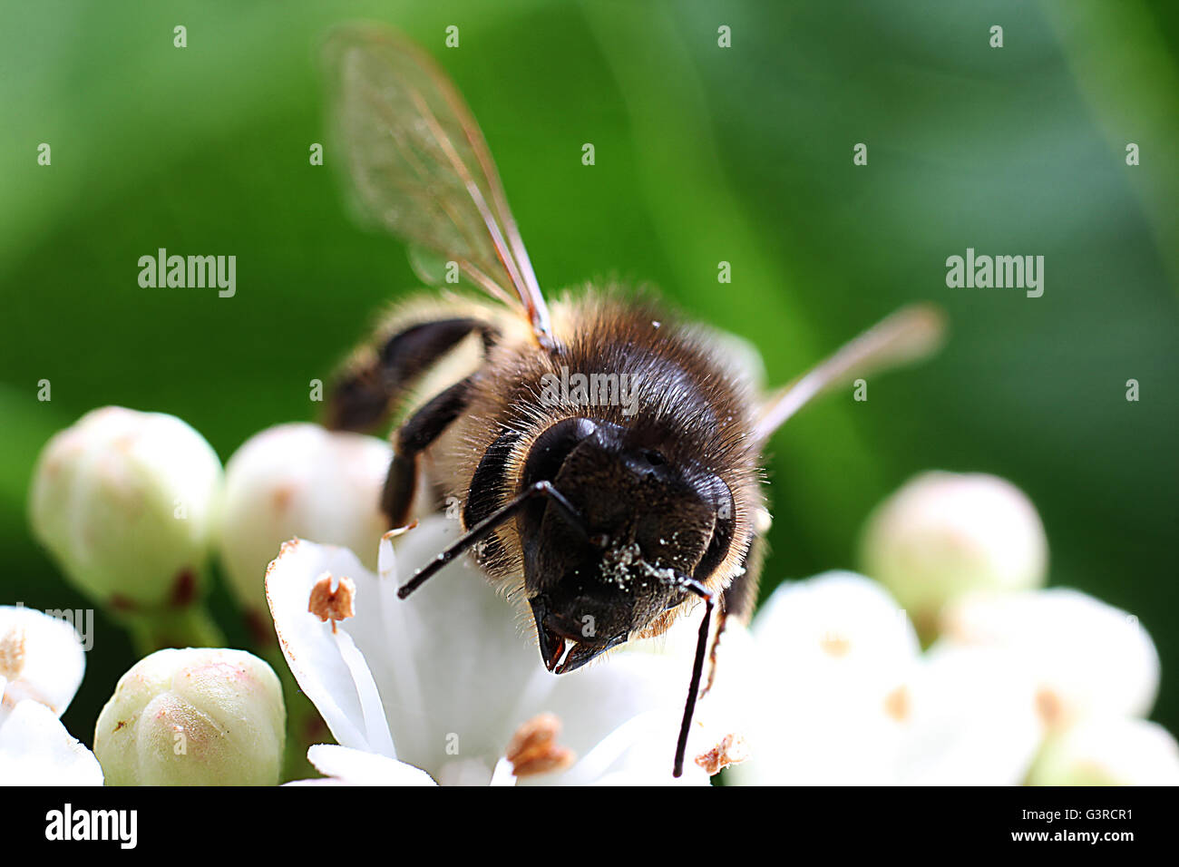 Macro shot of a bee(s) on a flower collecting nectar. Stock Photo