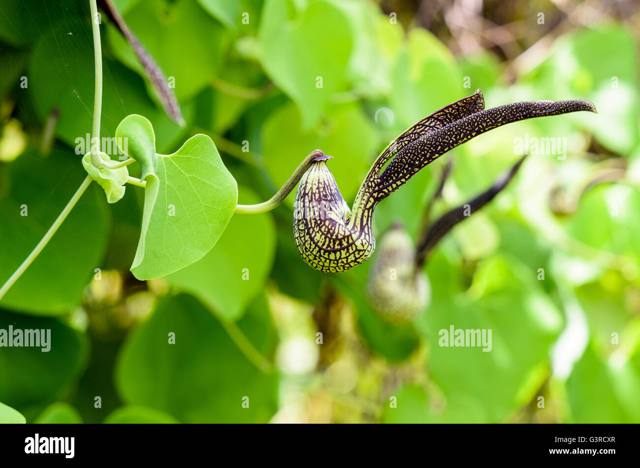 Exotic green flower striped black shaped like a chicken. It is an ornamental plant name is Aristolochia ringens Vahl or Dutchman Stock Photo