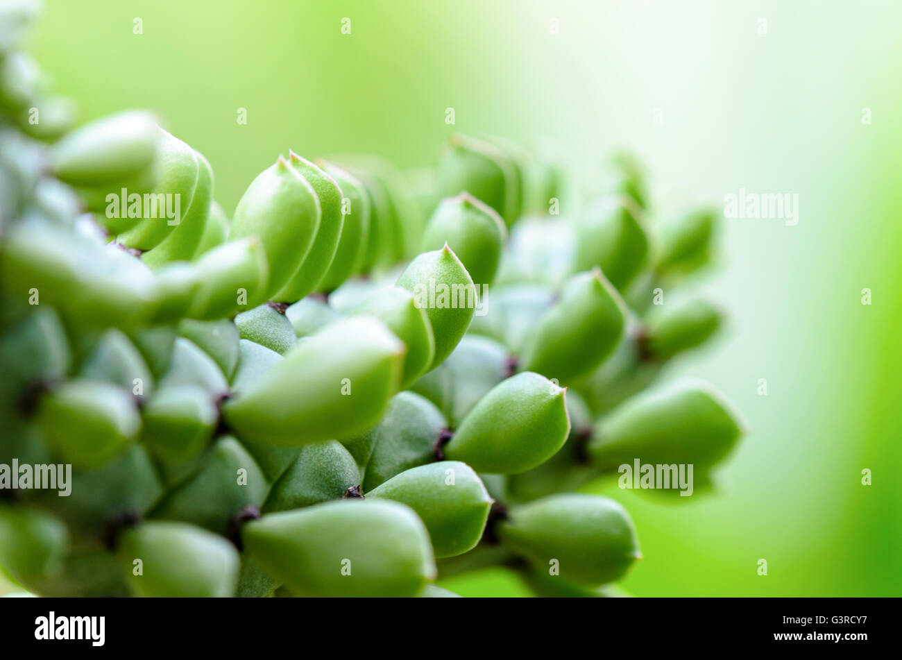 Close-up beautiful green nature for background. Exotic ornamental plants shaped like a snake and leaves resemble snake scales in Stock Photo