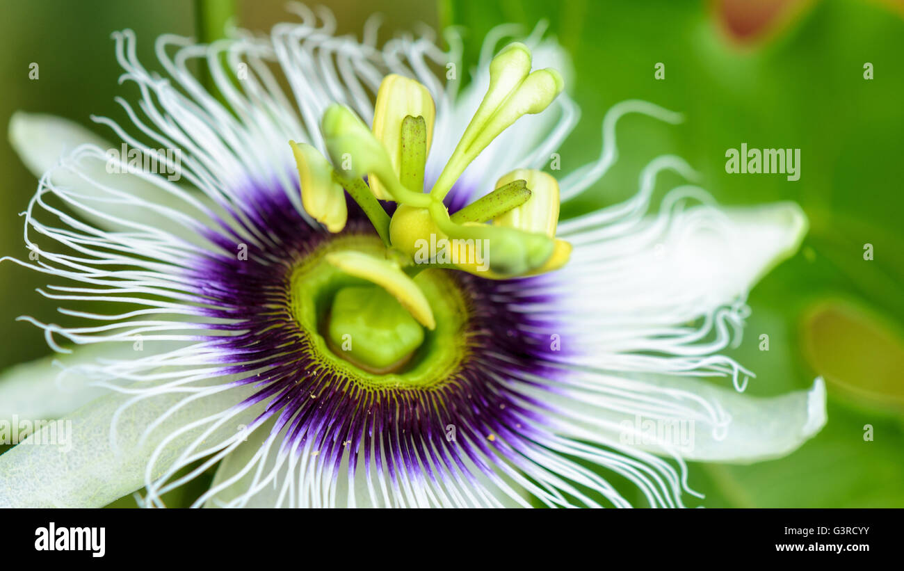 Exotic beautiful white and purple carpel flower of Passiflora Foetida or Wild Maracuja, 16:9 wide screen Stock Photo