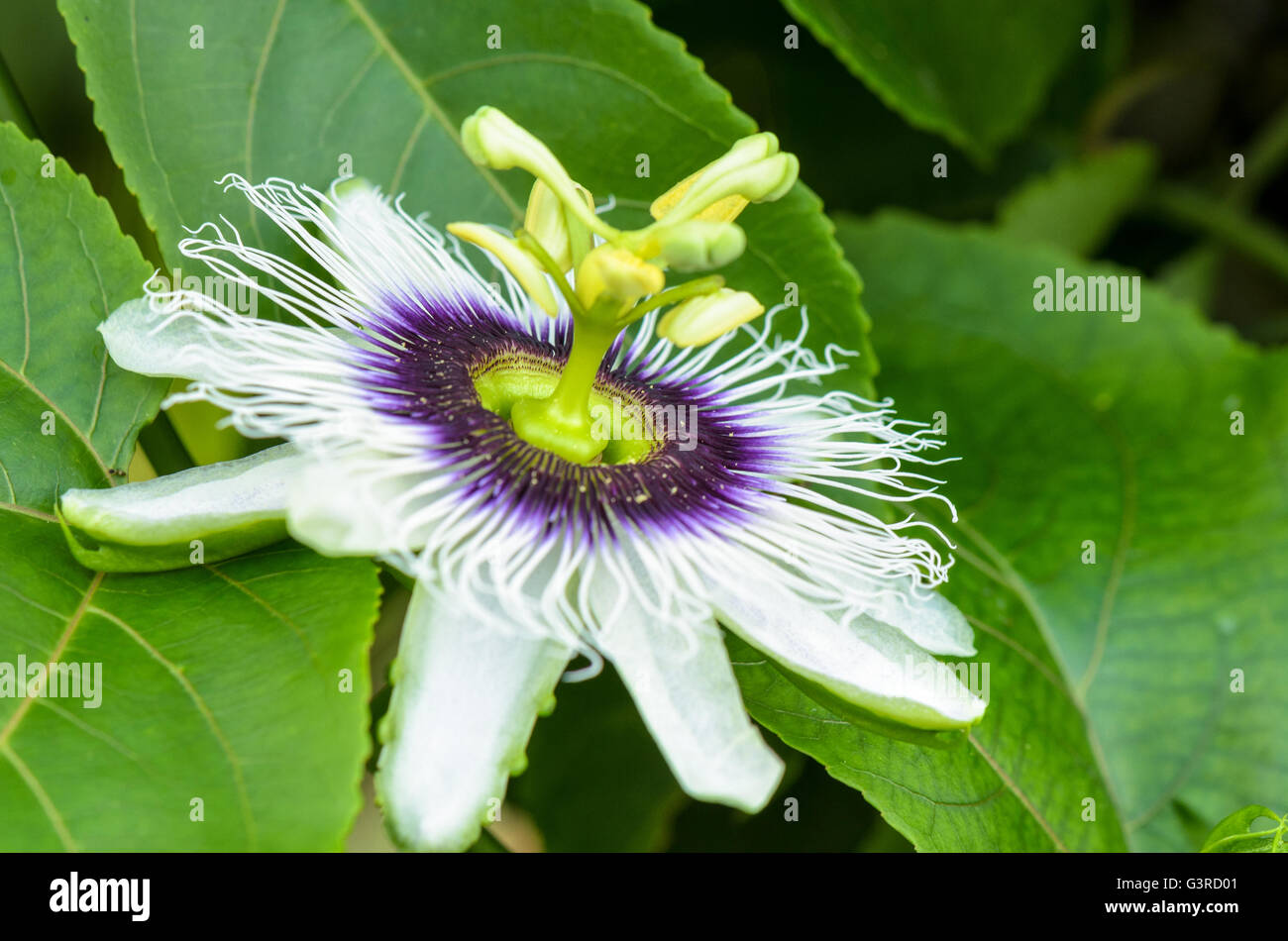 Exotic beautiful white and purple carpel flower of Passiflora Foetida or Wild Maracuja Stock Photo
