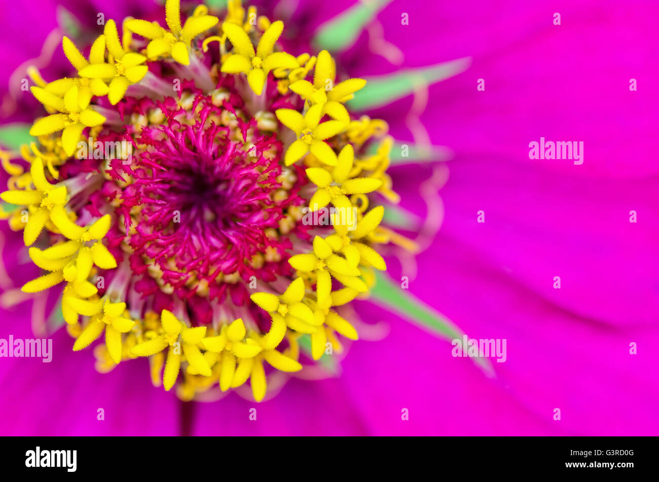 Macro shot on top beautiful exotic yellow carpel on pink petals of Zinnia Elegans flower, For background colorful nature. Stock Photo