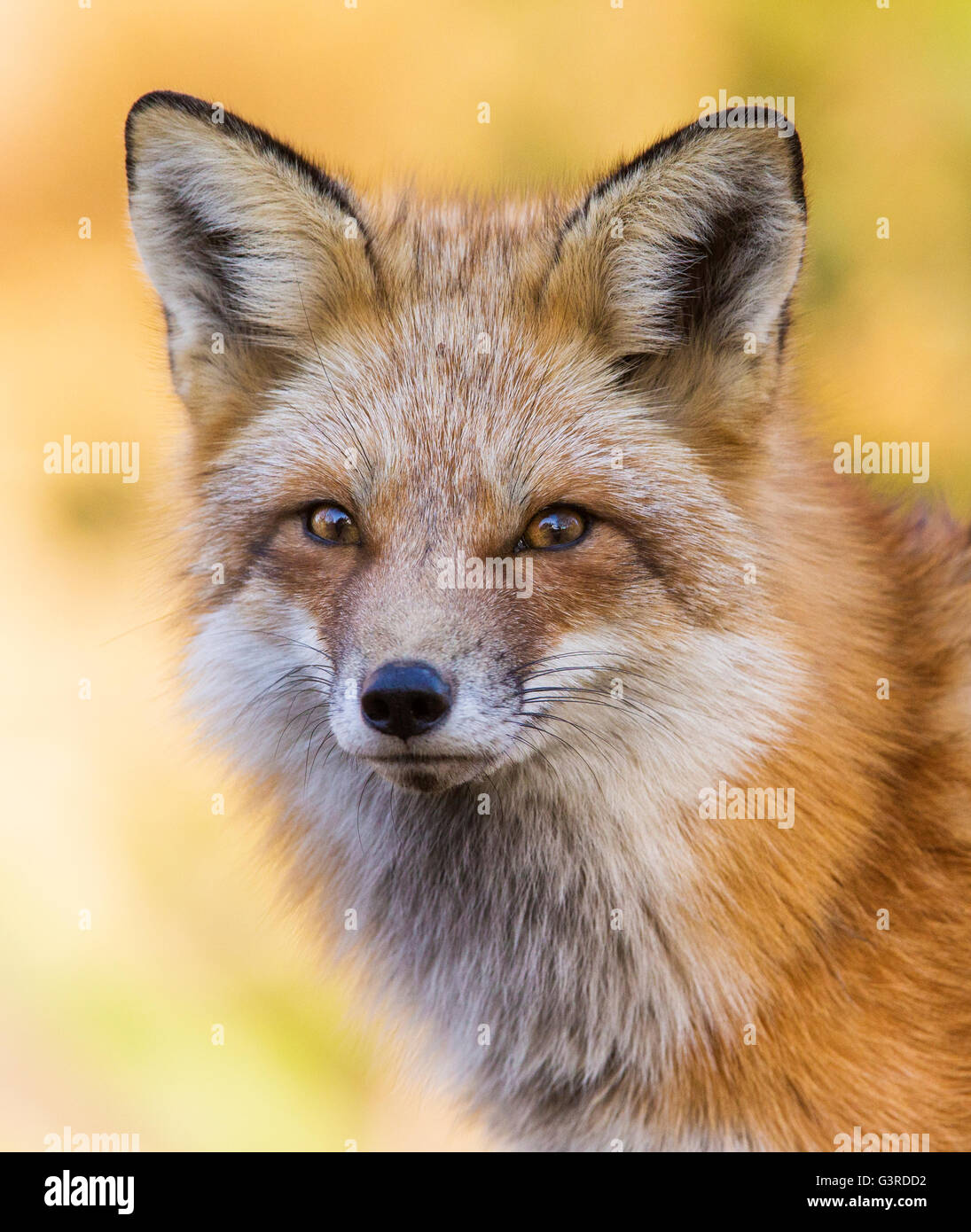Beautiful wild red fox male in autumn Stock Photo