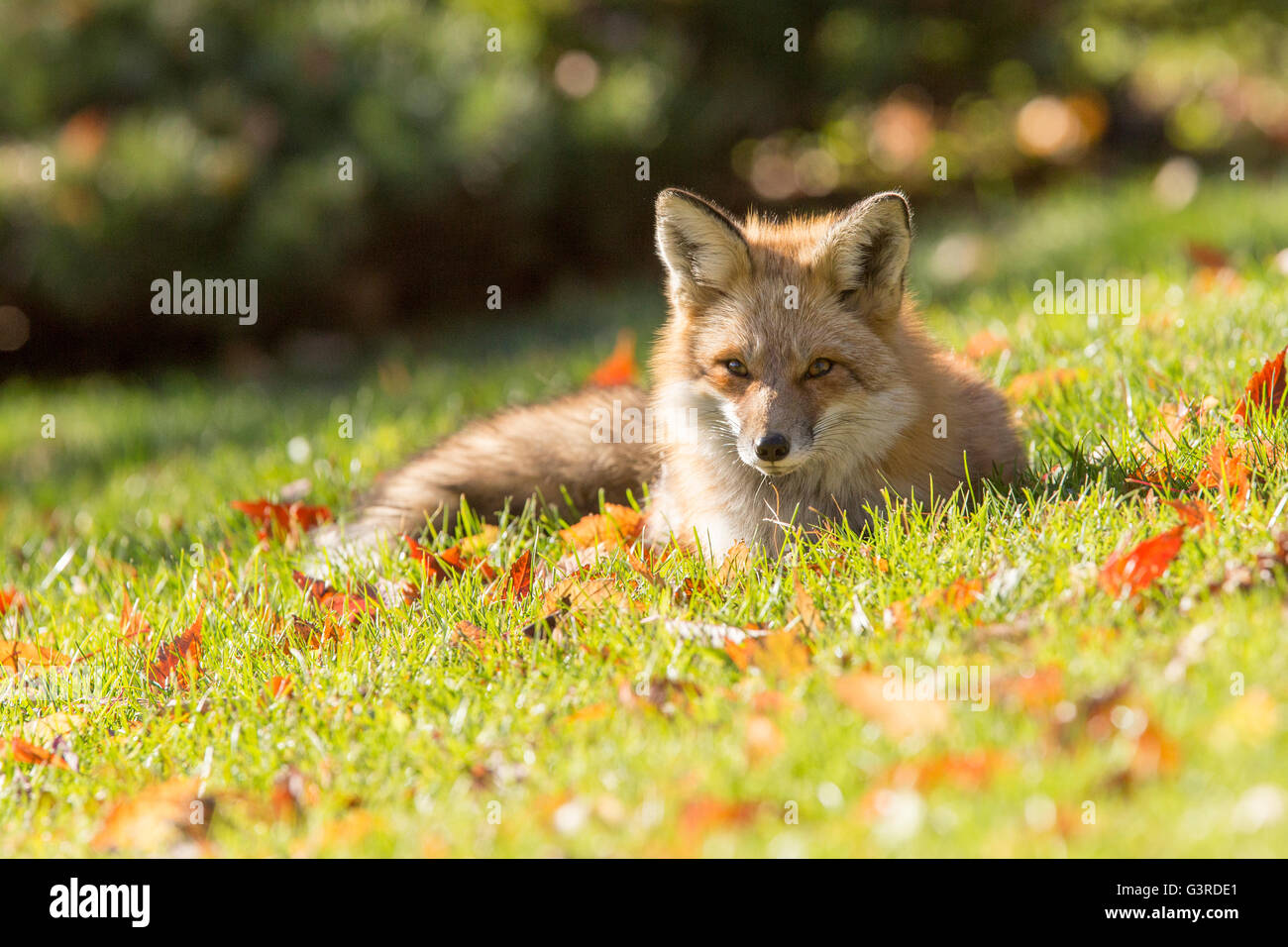 Red fox male hi-res stock photography and images - Alamy