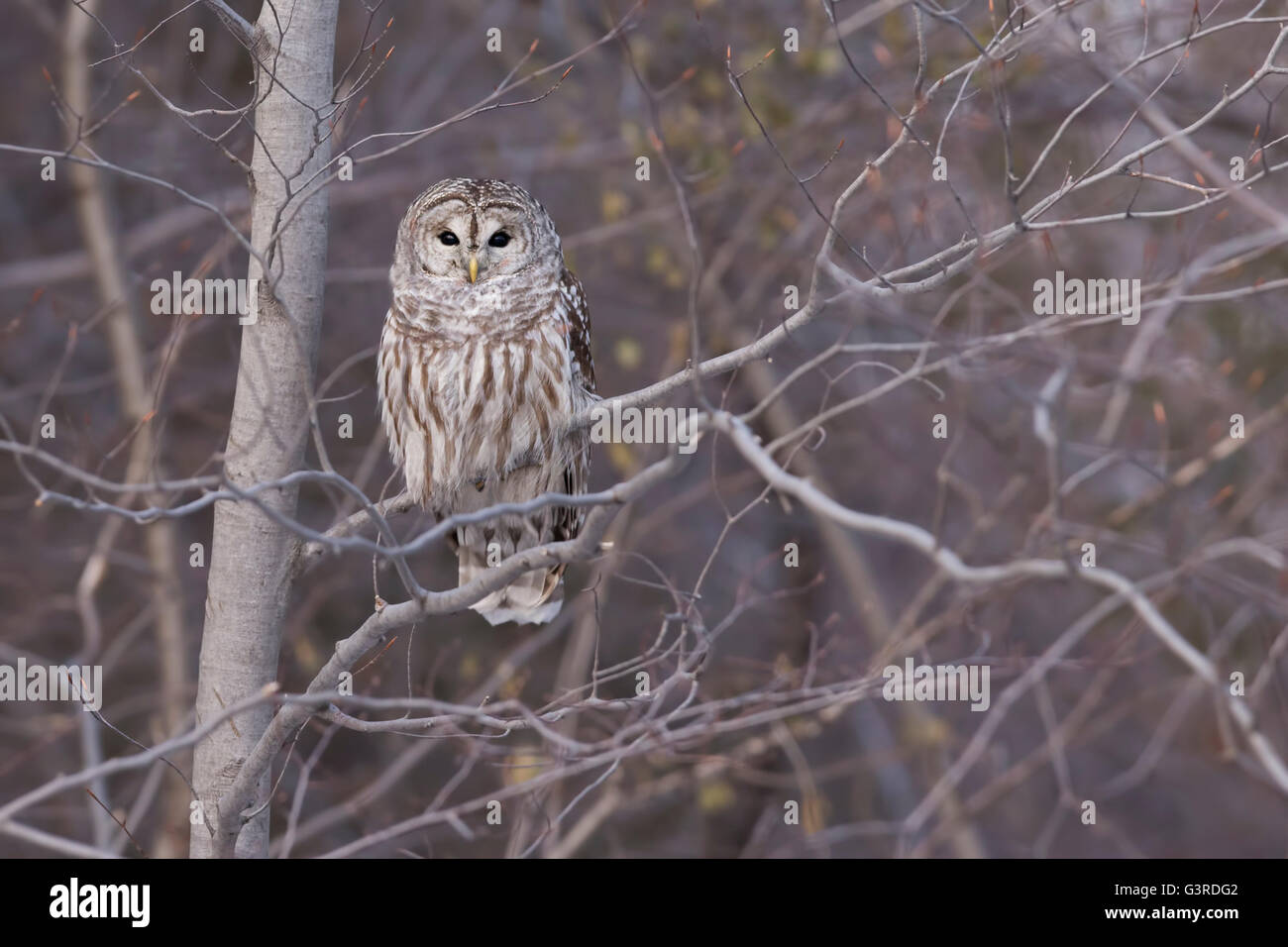 Strix Vari Strix varia night hi-res stock photography and images - Alamy