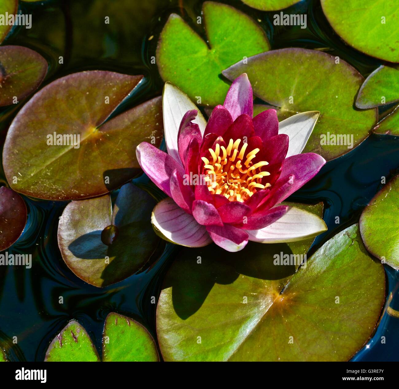 blooming water lily Stock Photo - Alamy