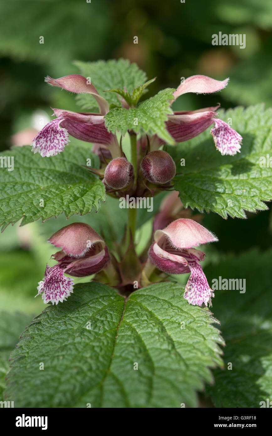 Close up of Lamium Orvala. A perennial plant flowering in spring. Stock Photo