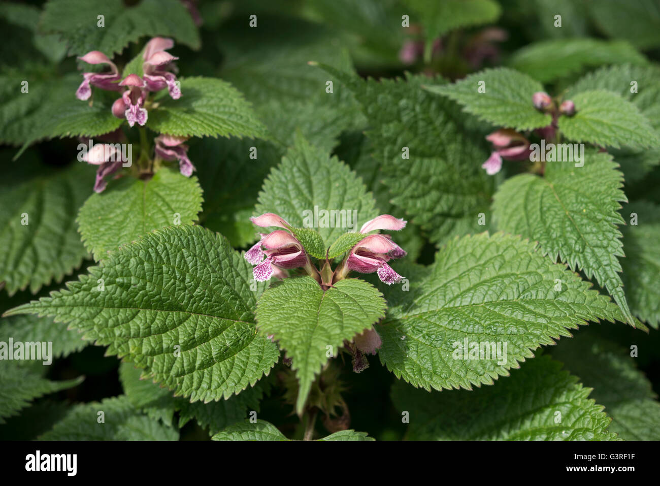 Close up of Lamium Orvala. A perennial plant flowering in spring. Stock Photo