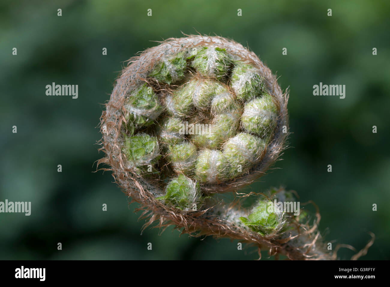 Unfurling fern frond seen in close up. Stock Photo