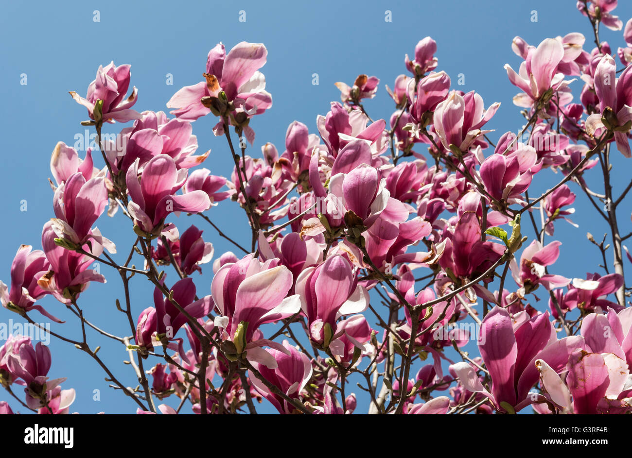 Japanese Magnolia in Bloom, Kiso Valley, Japan Stock Photo - Alamy